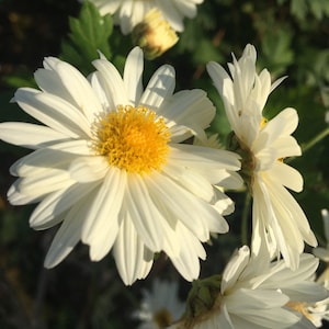Chrysanthemum morifolium JU HUA plant in 2.5" pot Tea Chrysanthemum, ornamental, hardy perennial