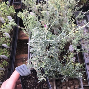 Teucrium marum Cat Thyme Germander LIVE PLANT in 2.5 inch pot image 3