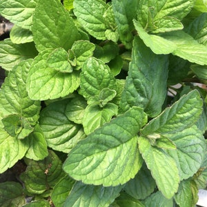 Mentha citriodora x. M. arvensis Grapefruit Mint Plant in 2.5 inch pot