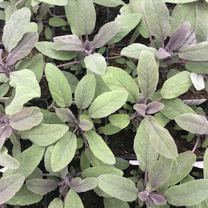 May include: Close-up of purple sage plants in small pots. The plants have silvery-green leaves with a fuzzy texture. The leaves are arranged in a rosette pattern.