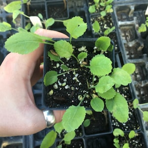 May include: Close-up of a small black pot filled with green leafy seedlings. The pot is being held by a hand wearing a silver ring.