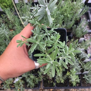 Lavandula angustifolia 'Munsted' Munsted Lavender Plant in 2.5 inch pot