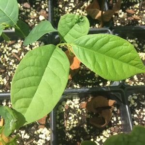 May include: Close-up of young green plants in small black plastic containers. The plants have large, vibrant green leaves with visible veins. The soil is a mix of dark and light-colored materials. The image is well-lit, highlighting the fresh, healthy appearance of the plants.