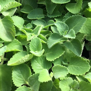 May include: A close-up of a patch of green, leafy plants. The leaves are textured and have a slightly serrated edge.
