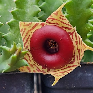 Huernia zebrina Life Saver Plant PLANTE VIVE dans un pot de 2,5 pouces Succulent