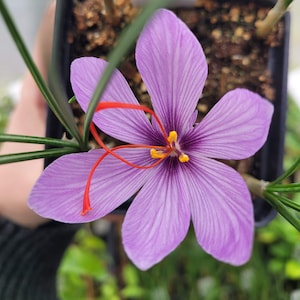 Crocus sativus Saffron Crocus plants in 4 inch pot Saffron Plant Crocus Plant