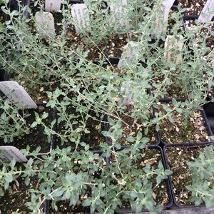 Teucrium marum Cat Thyme Germander LIVE PLANT in 2.5 inch pot image 2