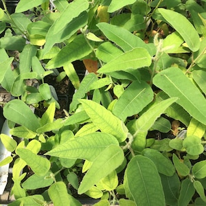 May include: Close-up of a group of small green eucalyptus plants with long, narrow leaves. The plants are growing in black plastic pots.