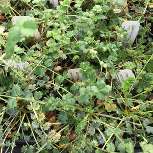May include: Close-up of a tray of small green plants with white labels. The labels have the text "Potenum sanguisorba" and "POT10 HP 18 F" on them.