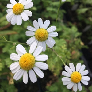 Chrysanthemum parthenium FEVERFEW Tanacetum parthenium Plant in 2.5 inch pot image 1