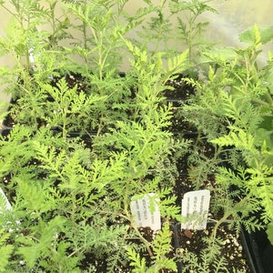 May include: Close-up of a tray of small green plants with labels that read "Artemisia Vulgaris" and "Wormwood, 12"  "www.etsy.com/shop/TheGreenThumbGarden".