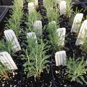 May include: Close-up of a tray of small potted plants with white labels. The labels have the text "Santolina chamaecyparissus" and "www.coppertopgardens.com".