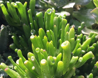 Crassula ovata Gollum's Fingers Jade live plant in 2.5 inch pot