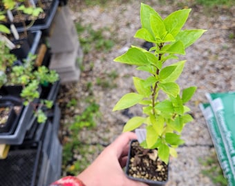 Ocimum basilicum var. Greek Columnar Basil plant 2.5" pot Culinary