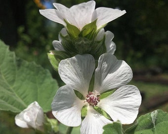 Althea officinalis/Marshmallow plant in 2.5 inch pot