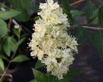 Lawsonia inermis Henna plant in 4 inch pot dye plant