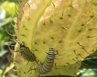 Gomphocarus physocarpus Hairy Balls Milkweed Swan Plant Family Jewels plant in a 2.5 inch Pot