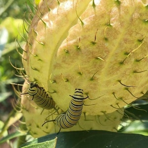 Gomphocarus physocarpus Hairy Balls Milkweed Swan Plant Family Jewels plant in a 3 inch Pot