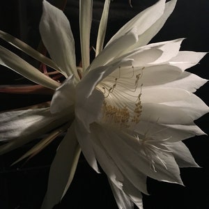 Epiphyllum oxypetalum Queen of the Night, Night Blooming Cereus Plant in 4 inch pot