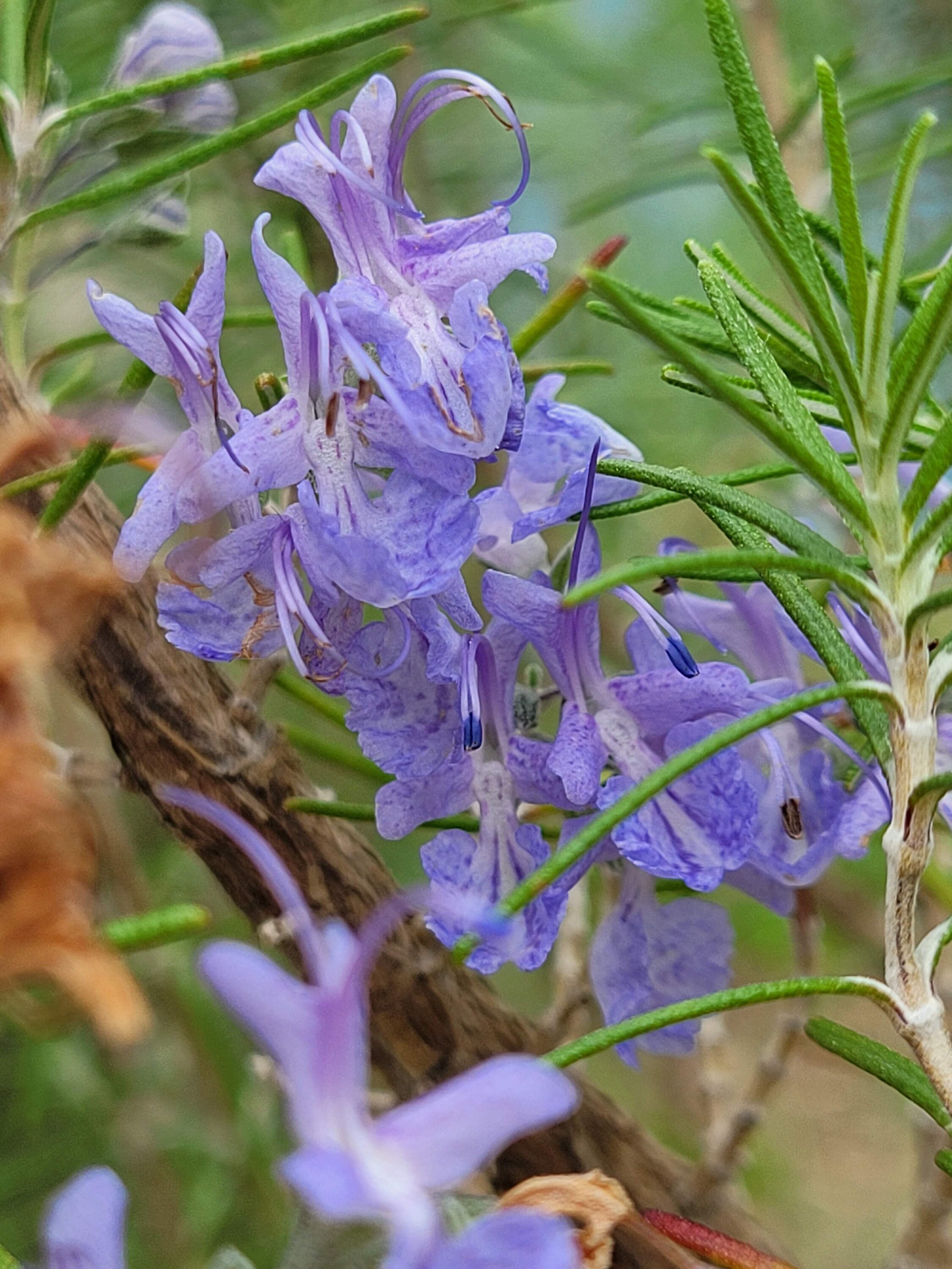 Rosmarinus Angustifolia 'pinescented' Rosemary LIVE Etsy