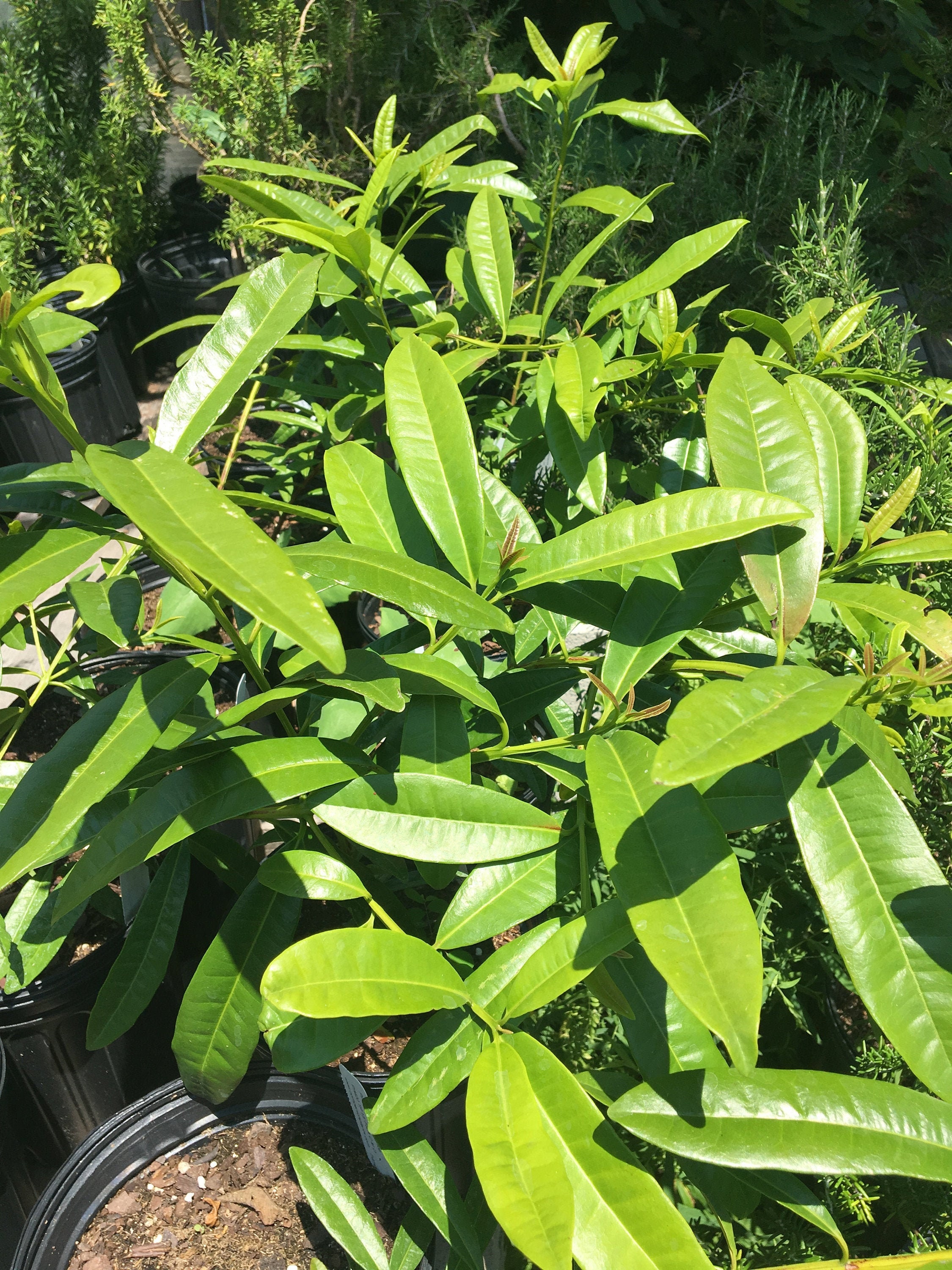 Allspice Tree