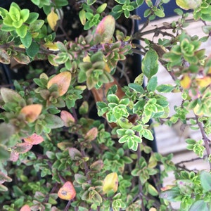 Thymus x citriodorus 'Aureus' Gold Variegated Lemon Thyme Plant in 2.5 inch pot image 6