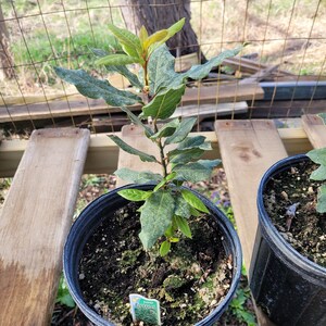 May include: A potted bay laurel plant with green leaves in a black plastic pot. The plant has a label that reads "Bay Laurel".