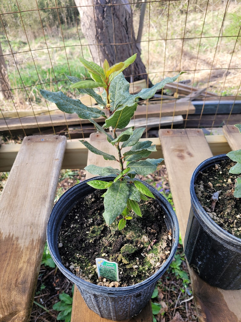 May include: A potted bay laurel plant with green leaves in a black plastic pot. The plant has a label that reads "Bay Laurel".