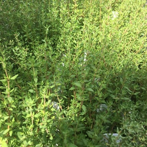 May include: Close-up of a vibrant green herb, likely thyme, with small leaves and slender stems. The plant has a dense, bushy appearance, with a mix of light and dark green hues. The image is well-lit, showcasing the texture and detail of the herb.