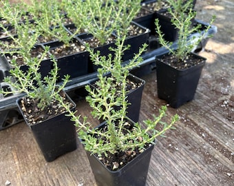 Thymbra capitata Hop Headed Thyme  in 4 Inch Pot