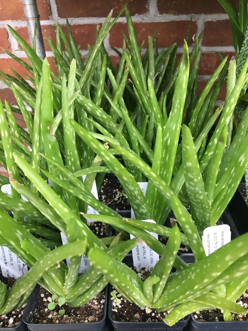 Aloe barbadensis Aloe vera plant in 2.5 inch pot image 2