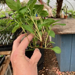 May include: A small potted plant with vibrant green leaves and slender stems. The plant is held in a black plastic container, showcasing its fresh growth. The background includes a greenhouse setting with other plants and a wooden table.