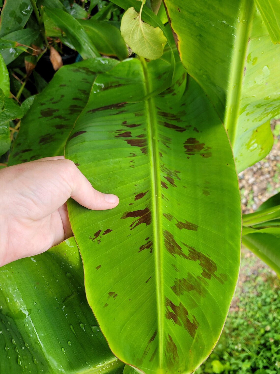 Musa acuminata Banana Dwarf Lady Finger Banana Live EXACT Etsy