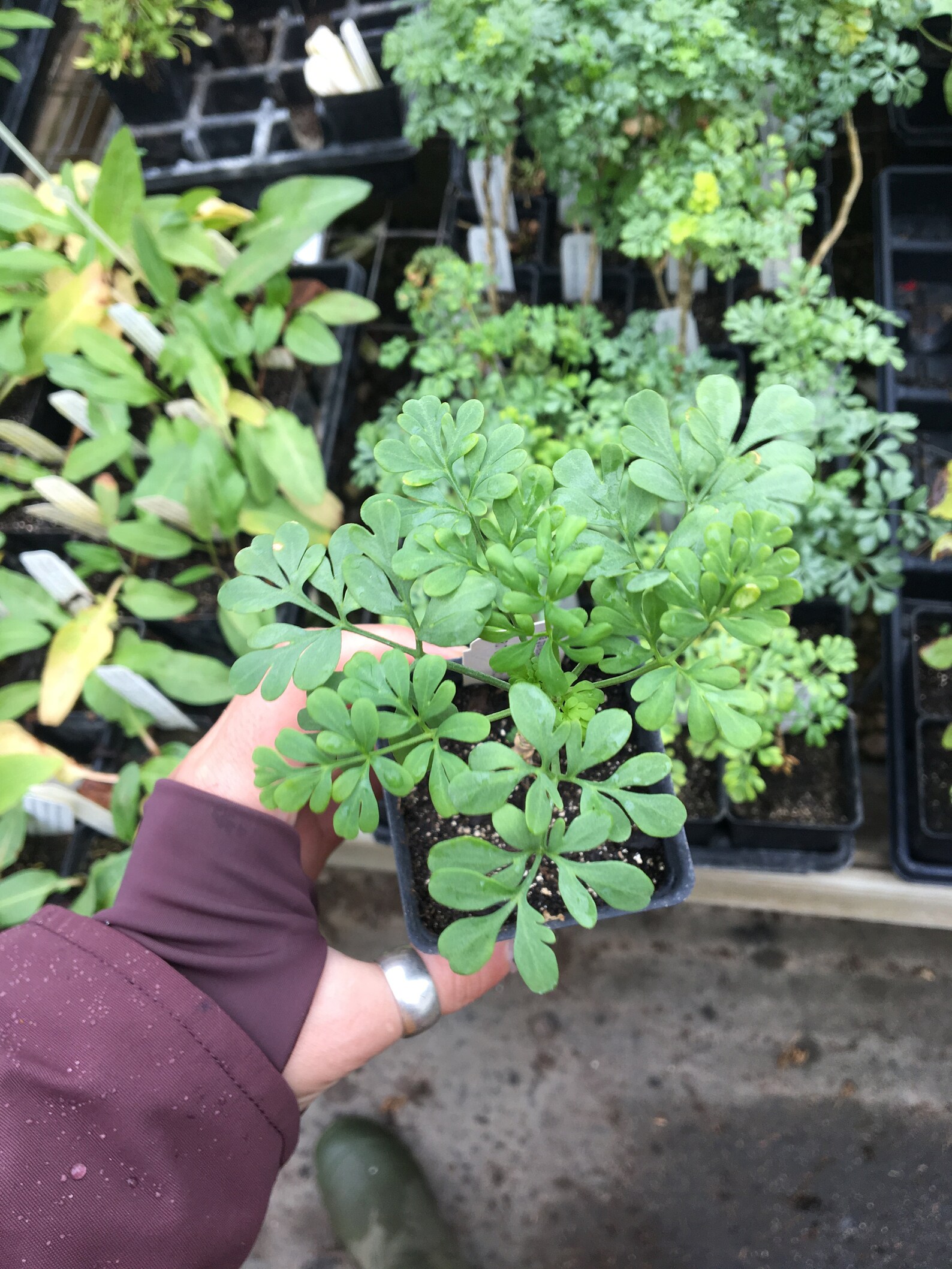 Rue Plant Ruta graveolens Herb of Grace LIVE PLANT in 2.5 inch Etsy