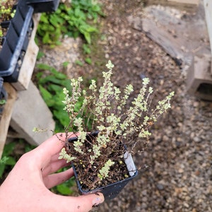 May include: A small potted plant with green and white leaves. The plant is in a black plastic pot with a white label.