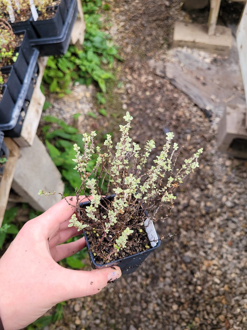 May include: A small potted plant with green and white leaves. The plant is in a black plastic pot with a white label.