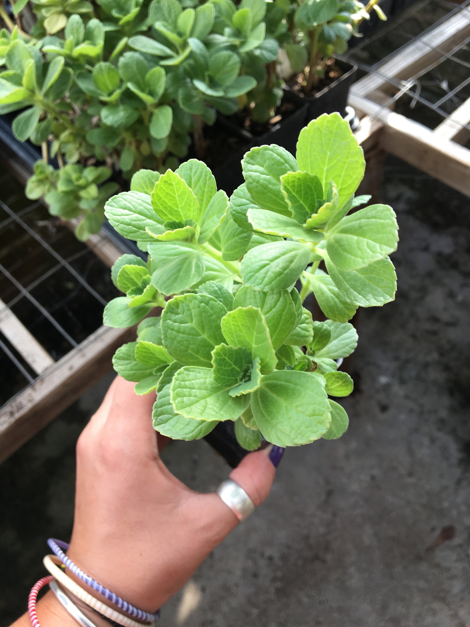 Plectranthus caninus Scardey Cat Plant LIVE PLANT in 2.5