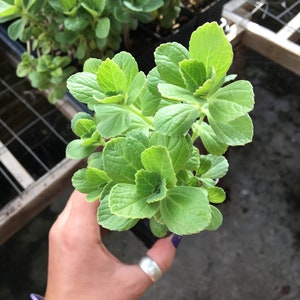 Plectranthus caninus Scaredy Cat Plant LIVE PLANT in 2.5 inch pot image 2