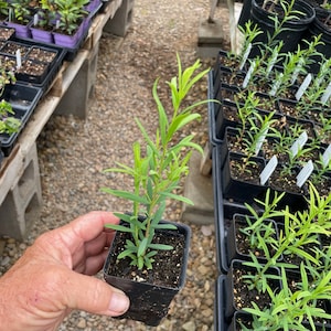 May include: A small green plant with long, slender leaves is held in a black square pot. The plant is in focus, with other similar plants in pots visible in the background. The plants are in a nursery setting.