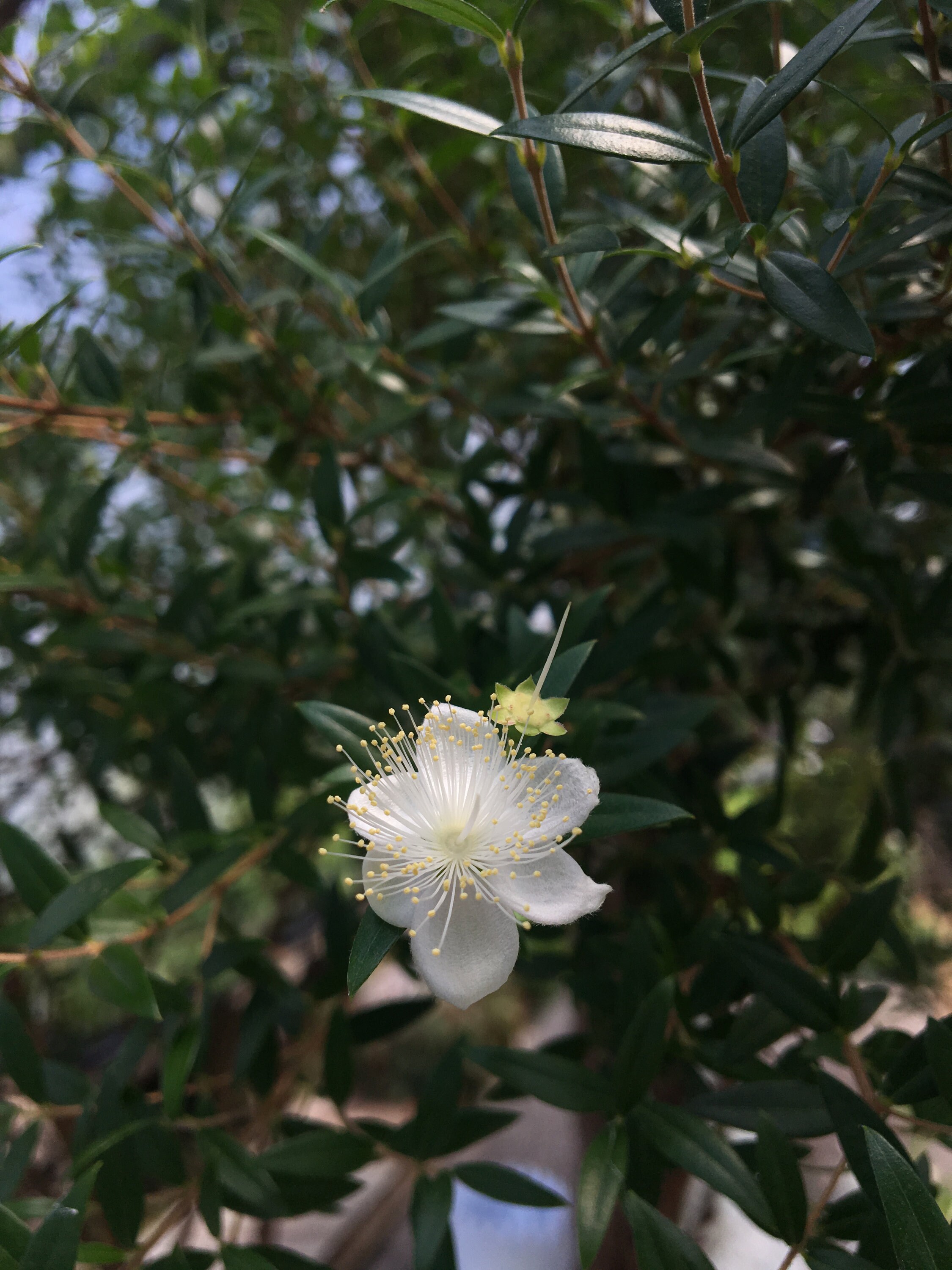 Myrtus communis Myrtle Tree plant in 2.5 inch pot Mediterranean Seasoning
