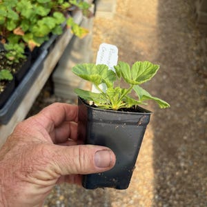 May include: A small potted plant with green leaves. The plant is labeled "Rosemary Green".
