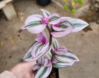 Tradescantia 'Nanouk' Pink and White Variegated Spiderwort LIVE PLANT in 2.5 Inch Pot