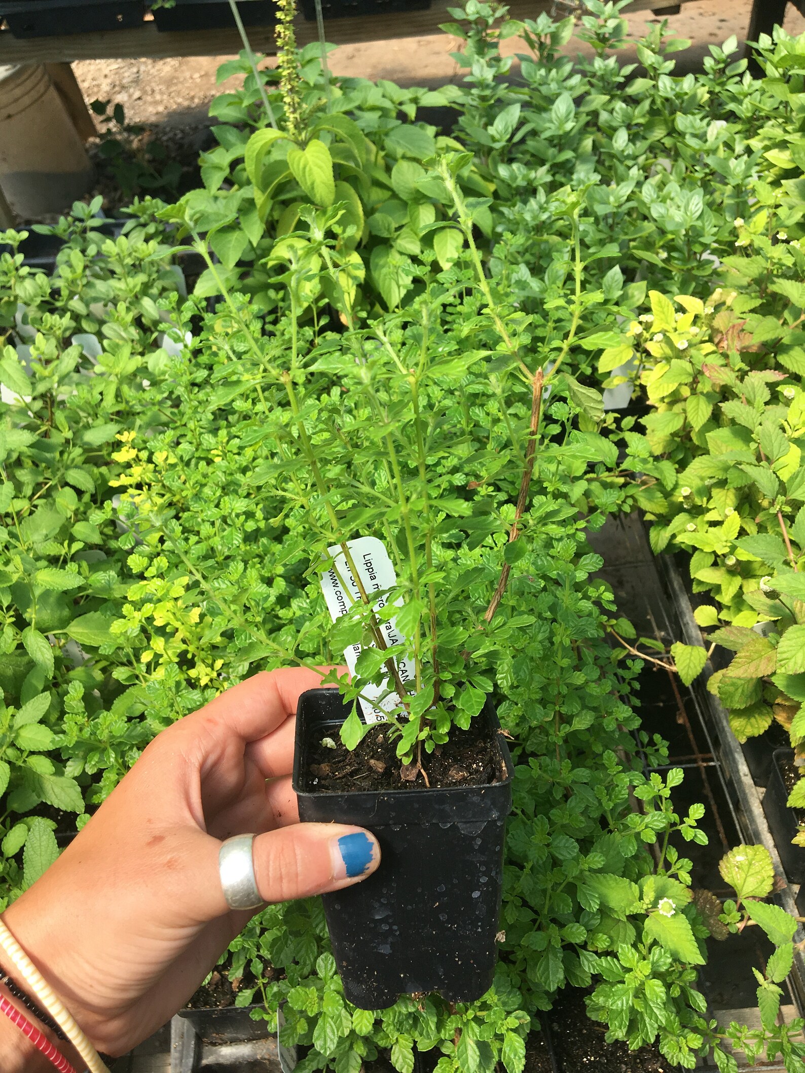 Lippia Micromera Jamaican Oregano LIVE PLANT 2.5 Inch Pot Etsy