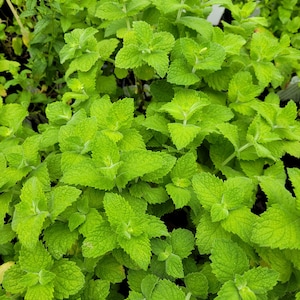 May include: A close-up view of a lush patch of green mint plants. The leaves are vibrant and healthy, with a slightly textured surface.