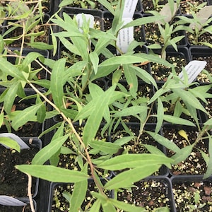 Lycium Barbarum Goji Berry Live Plant in 2.5 Inch Pot - Etsy