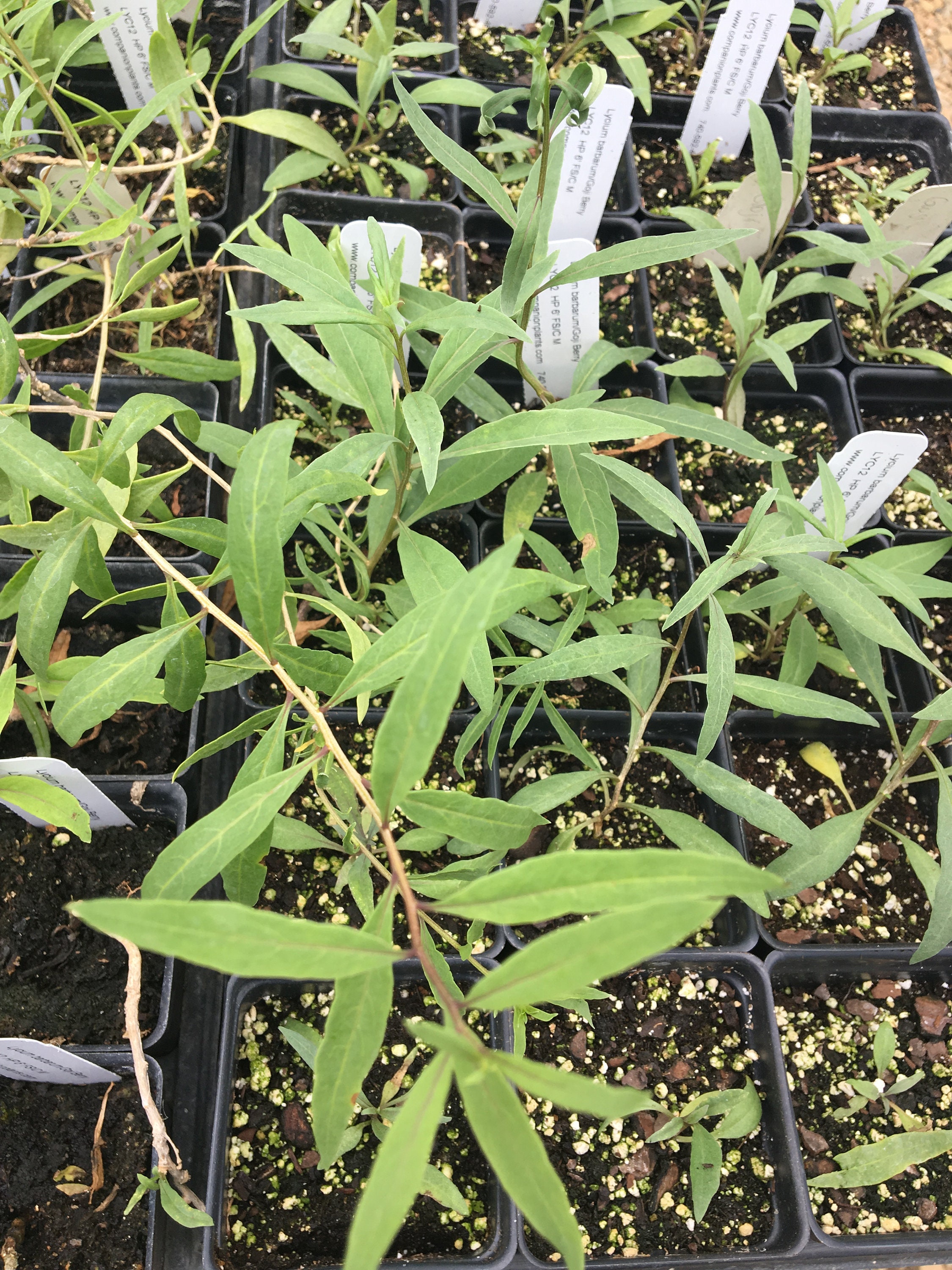 Lycium Barbarum Goji Berry Live Plant in 2.5 Inch Pot - Etsy