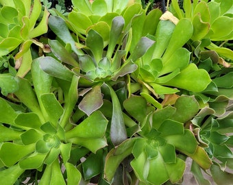 Aeonium sp. Tree Houseleek LIVE PLANT in 2.5 Inch Pot