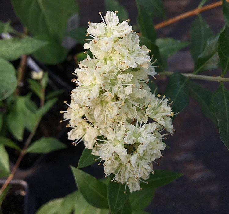 Lawsonia Inermis Henna Plant in 4 Inch Pot Dye Plant - Etsy