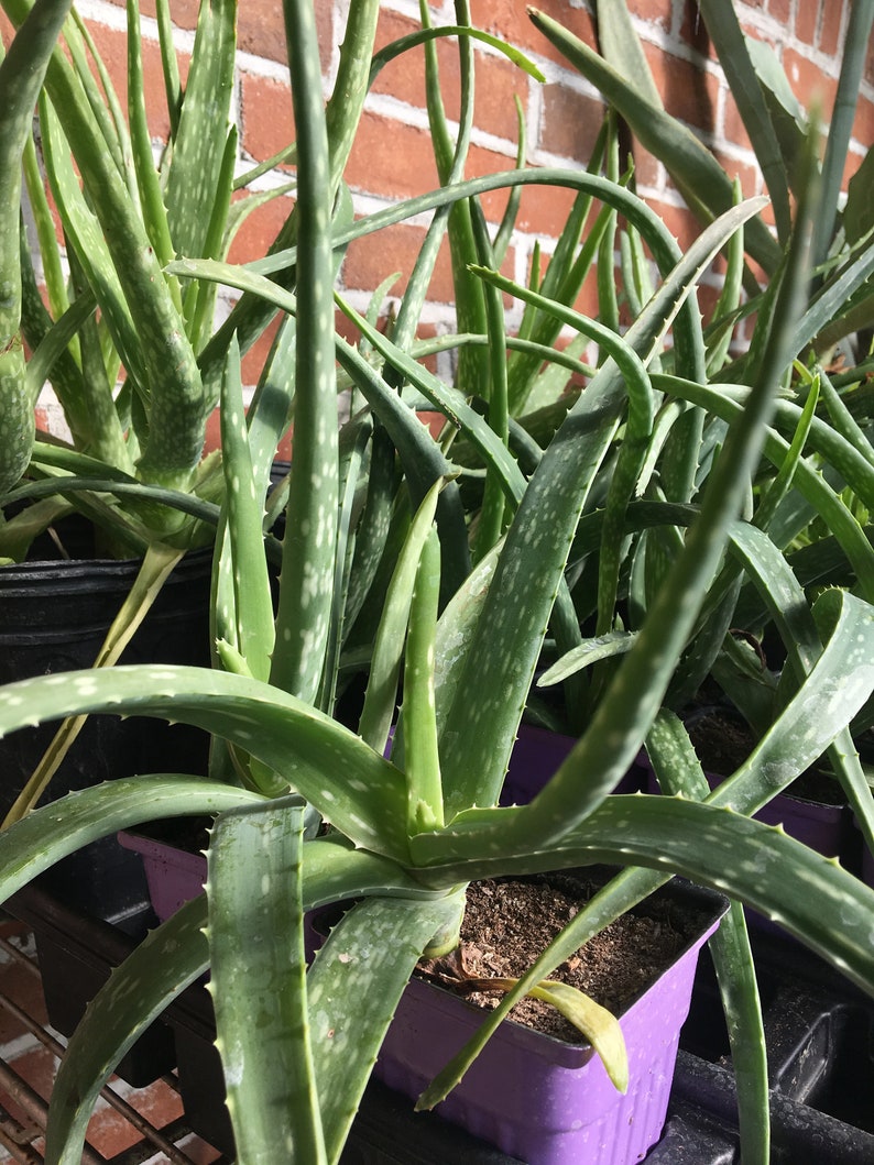 Large Aloe vera Aloe barbadensis plant 2 Quart pot Etsy