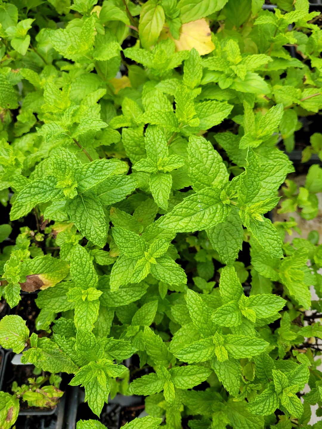 Mentha Spicata Var./kentucky Colonel Spearmint Plant in 2.5 Inch Pot Etsy